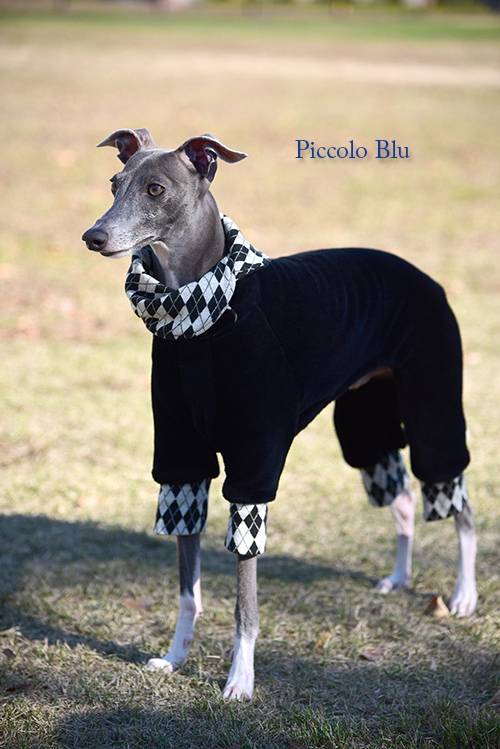 イタリアングレイハウンドのお洋服 神戸 Piccolo Blue